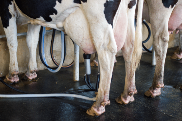 How Milking Equipment Function Can Affect Milk Quality & Production 