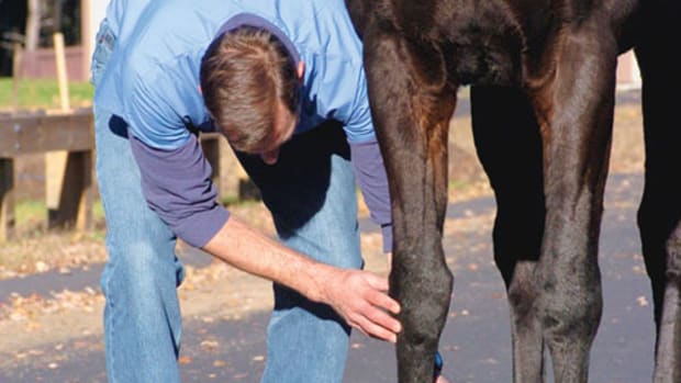 How to Make Your Own Supplement Packs – DIY Horse Ownership