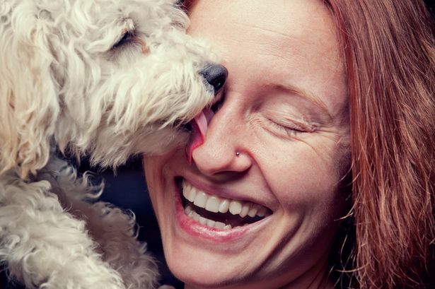 Why do dogs lick you? And Are Dog Licks Really Kisses?