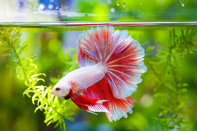 Beautiful Siamese Fighting Betta Fish. Popular Fish. Fish Keeper S