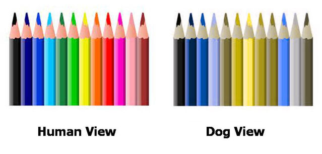 Canine store color vision