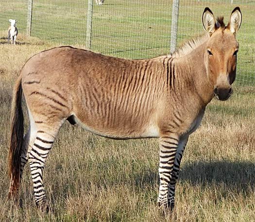 zebra horse hybrid