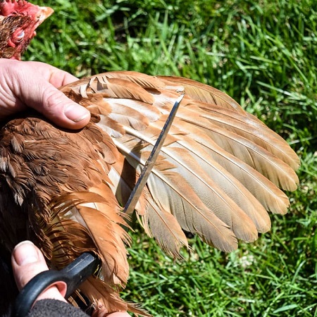 Why and How to Clip a Chicken's Wings - CreaturesCorner.com