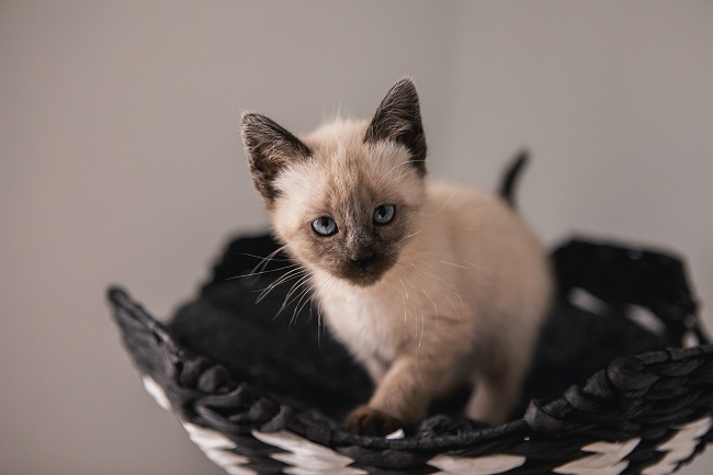 newborn siamese kittens