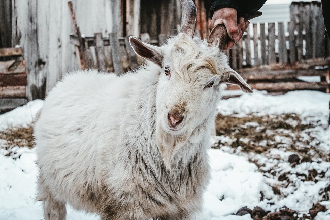 10 Tips to Keep Goats Healthy During Winter - CreaturesCorner.com