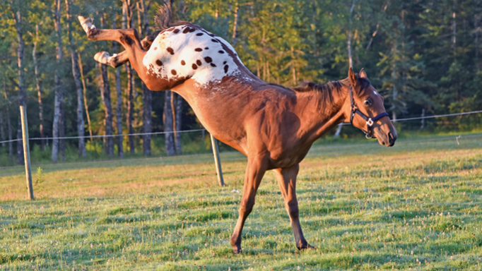 horses rearing and bucking