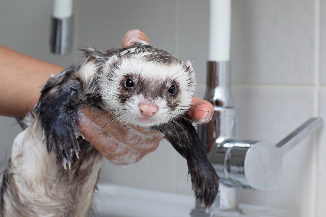 How to Properly Bathe a Ferret - CreaturesCorner.com