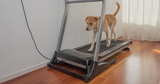 Treadmill Training For Your Dog