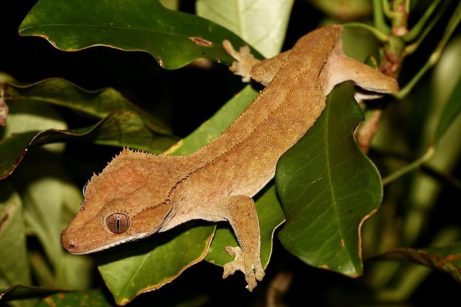 5 Fun Facts About Crested Geckos 
