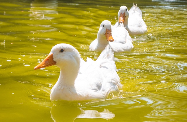 Raising Ducks