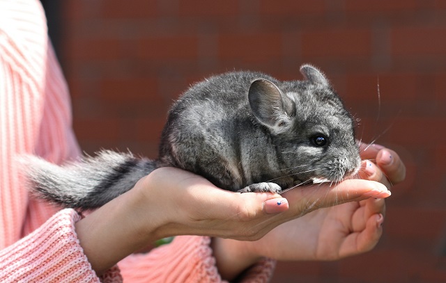 Chinchilla pets hot sale at home