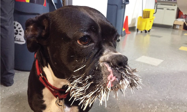 What To Do if Your Dog or Cat Has Been Quilled 