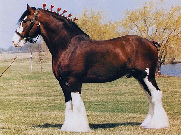 shire horse vs clydesdale