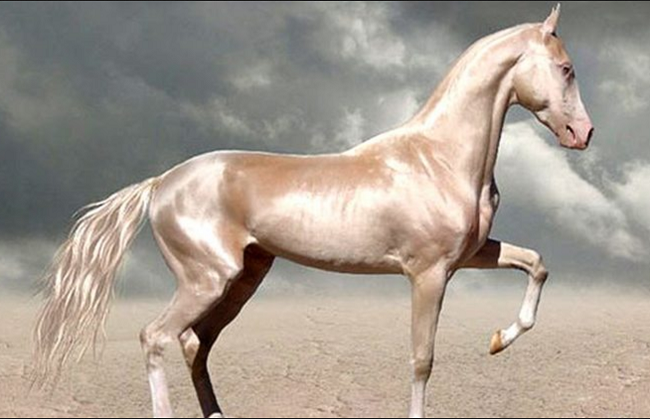 Akhal Teke White