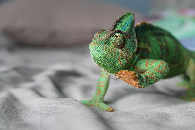 veiled chameleon changing colors