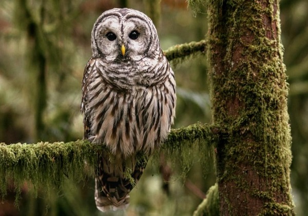 The Barred Owl, Also Known as the Hoot Owl Has a Distinctive Call ...