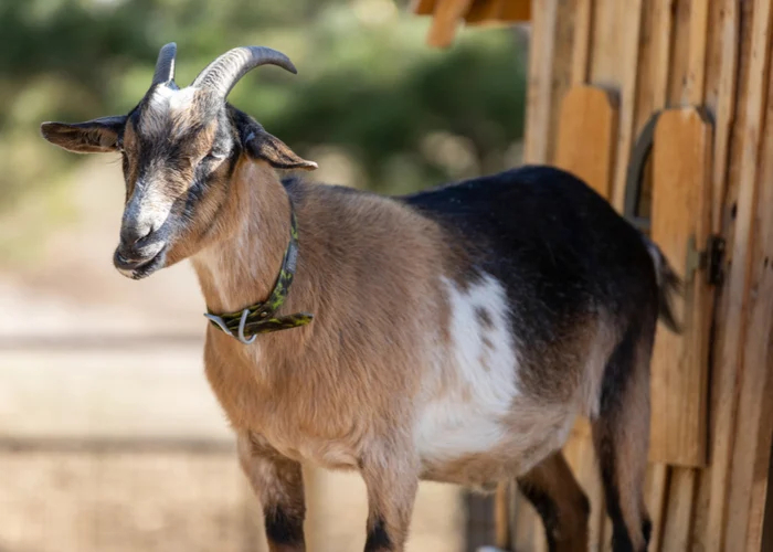 Goat, Description, Breeds, Milk, & Facts