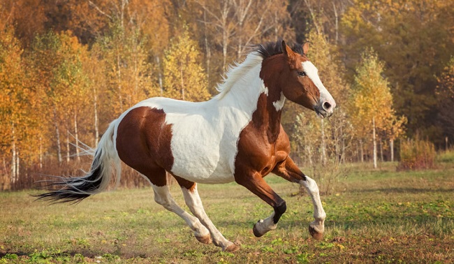 piebald horse