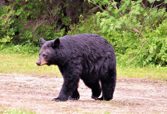 North American Black Bear