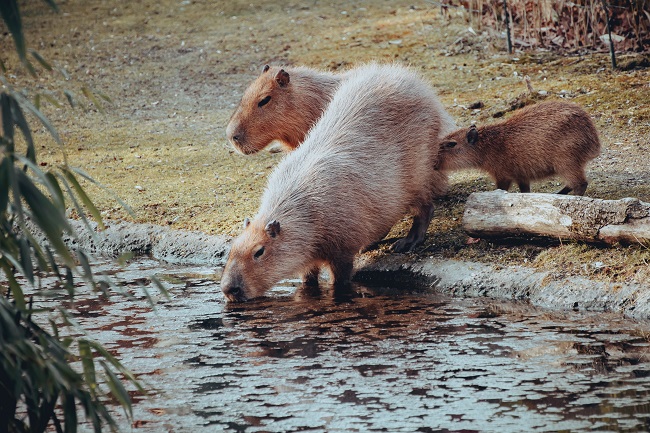 Largest Rodents in the World