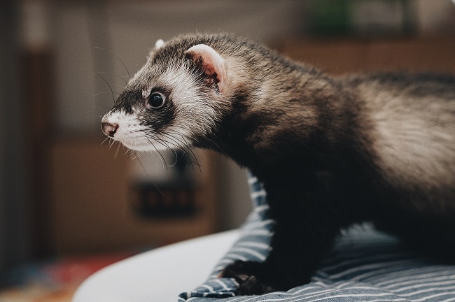 Ferret foster hot sale