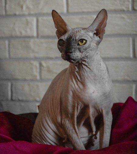 Sphynx cat best sale with fur