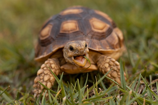 Traces of DNA Found in 6-Million-Year-Old Turtle Shell