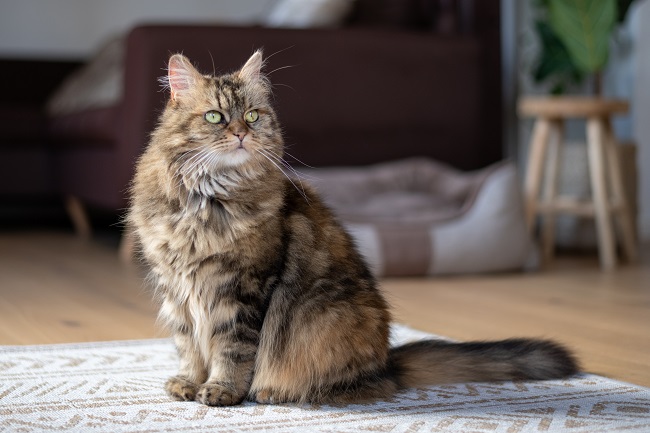 How Big are Maine Coon Cats: Unveiling Their Majestic Size