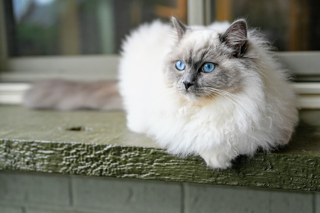 aqua with blue eyes cats