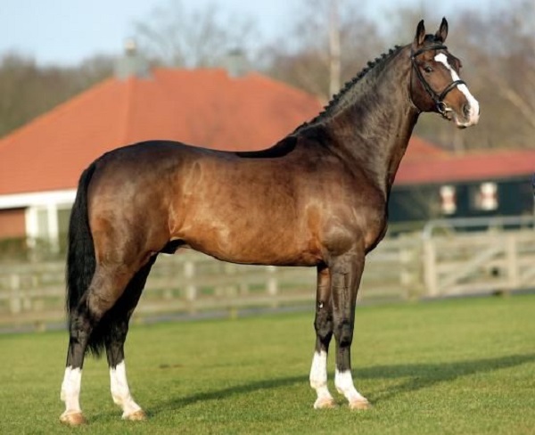 dutch warmblood colors