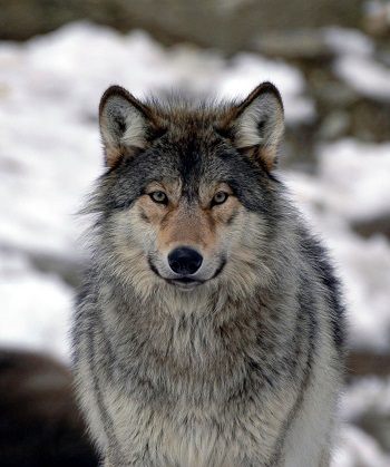 northwestern wolf