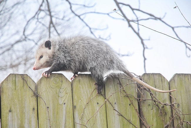 The Opossum: An Ecological Marvel and Nature's Unsung Hero