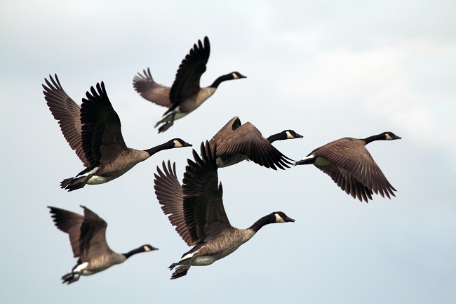 Canada goose hotsell bird migration