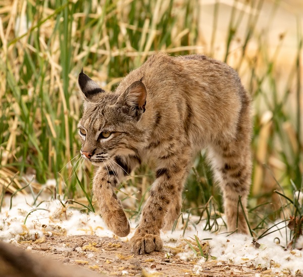 Bye-bye Bobcats, Articles