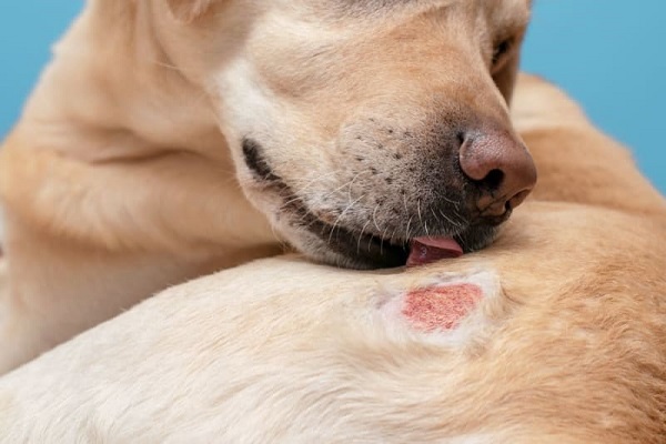 Treating skin irritation outlet in dogs