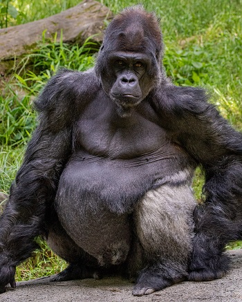 silverback gorilla strength