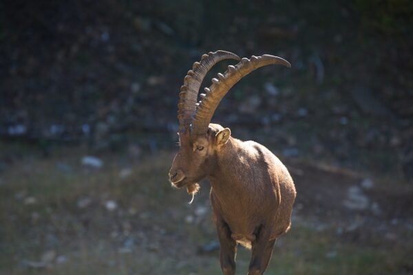 10 Fun Facts About the Ibex - CreaturesCorner.com