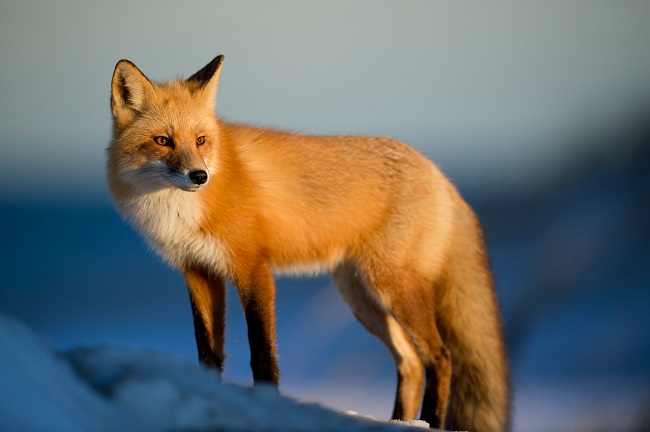 Foxes Are Animals From Canada Background, Fox Picture, Fox, Animal