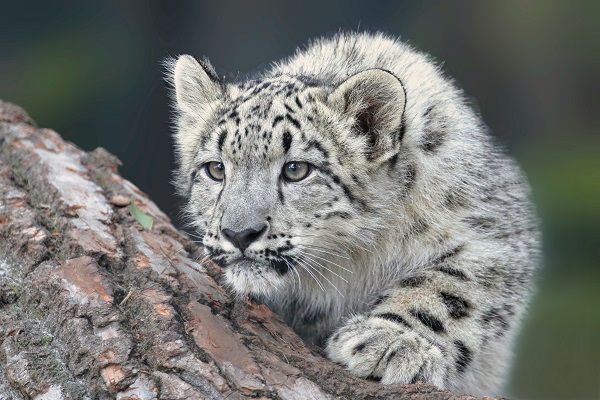 Endangered Snow Leopard Cubs Spotted in the Wild