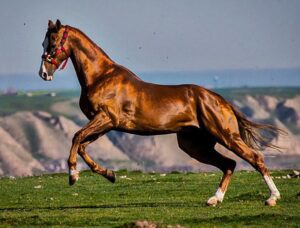 The Turkoman Horse: A Glimpse into History and Its Ideal Rider ...